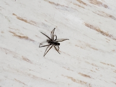 Kukulcania hibernalis