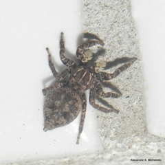 Sumampattus quinqueradiatus