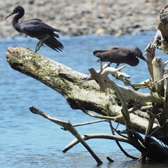 Egretta sacra albolineata