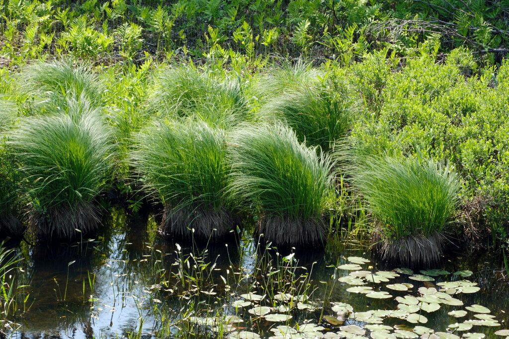 tussock sedge