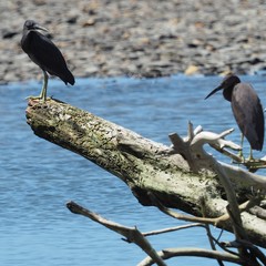 Egretta sacra albolineata