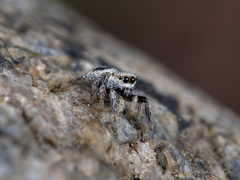 Pellenes geniculatus