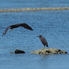 Egretta sacra albolineata