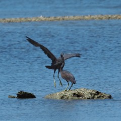 Egretta sacra albolineata