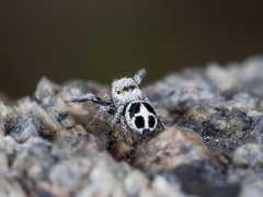 Pellenes geniculatus