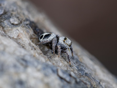 Pellenes geniculatus