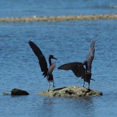 Egretta sacra albolineata