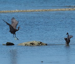 Egretta sacra albolineata