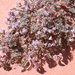 Astragalus striatiflorus - Photo (c) Walter Fertig,  זכויות יוצרים חלקיות (CC BY-NC), uploaded by Walter Fertig