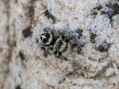 Pellenes geniculatus