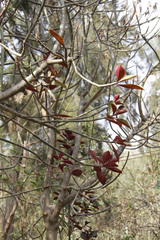 Euphorbia bicompacta