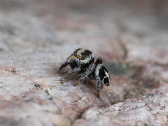 Pellenes geniculatus