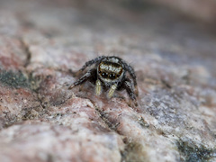 Pellenes geniculatus