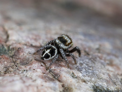 Pellenes geniculatus