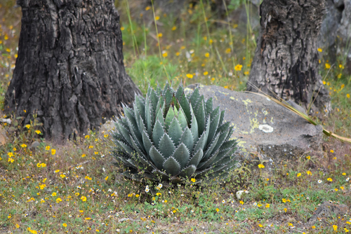 Agave horrida