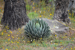 Agave horrida