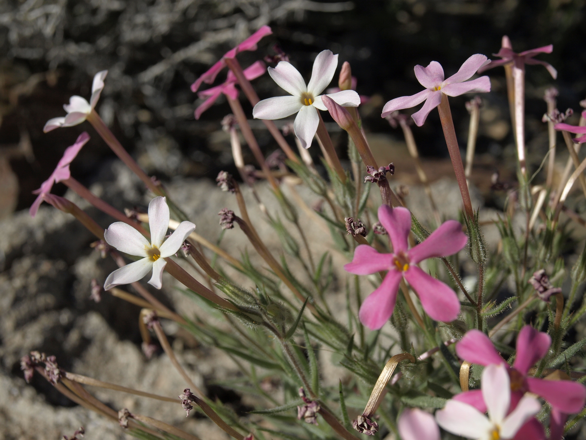 Phlox