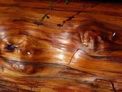 Calocedrus decurrens