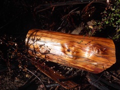 Calocedrus decurrens