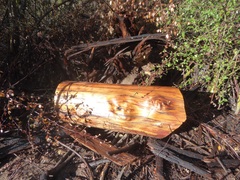 Calocedrus decurrens