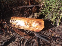 Calocedrus decurrens