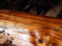 Calocedrus decurrens