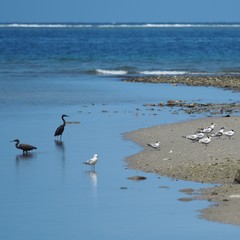 Egretta sacra albolineata