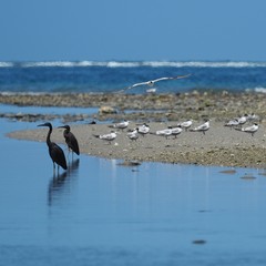 Egretta sacra albolineata