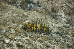 Brachycereus nesioticus