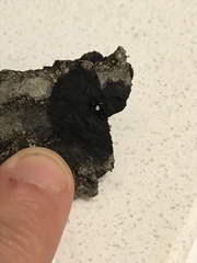 Montanelia disjuncta