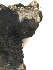 Montanelia disjuncta