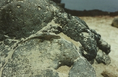 Microlophus barringtonensis