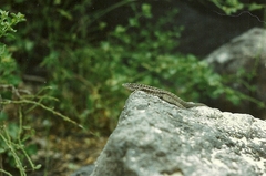 Microlophus barringtonensis