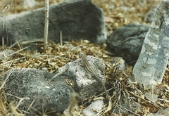 Microlophus barringtonensis