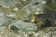 Conolophus pallidus