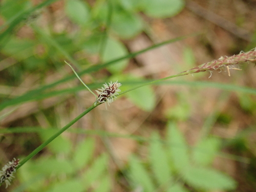 Carex globularis iNat (2)