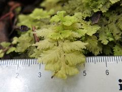 Trichocolea mollissima