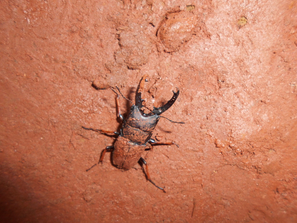 Leptinopterini