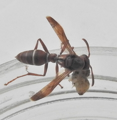 Polistes marginalis