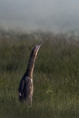 Botaurus poiciloptilus