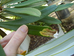 Stegommata sulfuratella