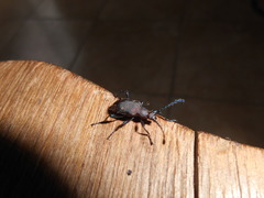 Prostenus