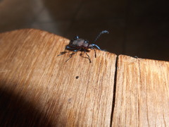 Prostenus
