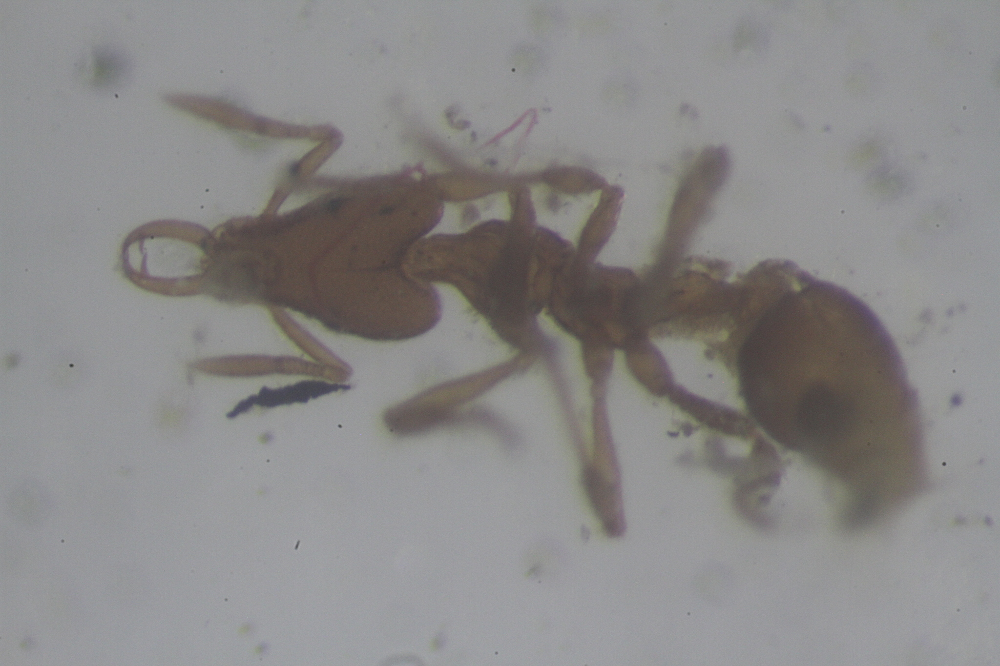 Strumigenys chuchihensis