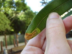 Stegommata sulfuratella