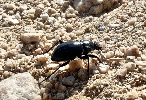 Calosoma latipenne photo 3
