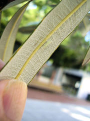 Stegommata sulfuratella