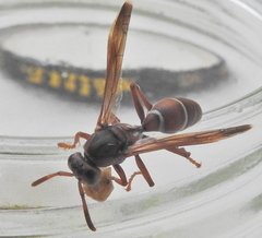 Polistes marginalis