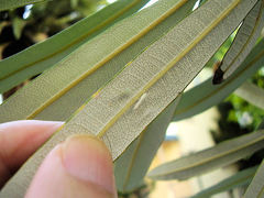 Stegommata sulfuratella