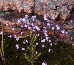 Utricularia grampiana